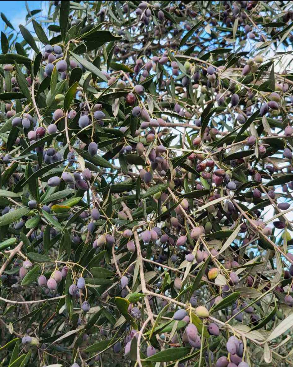 The Cretan olive: the treasure of the Mediterranean
