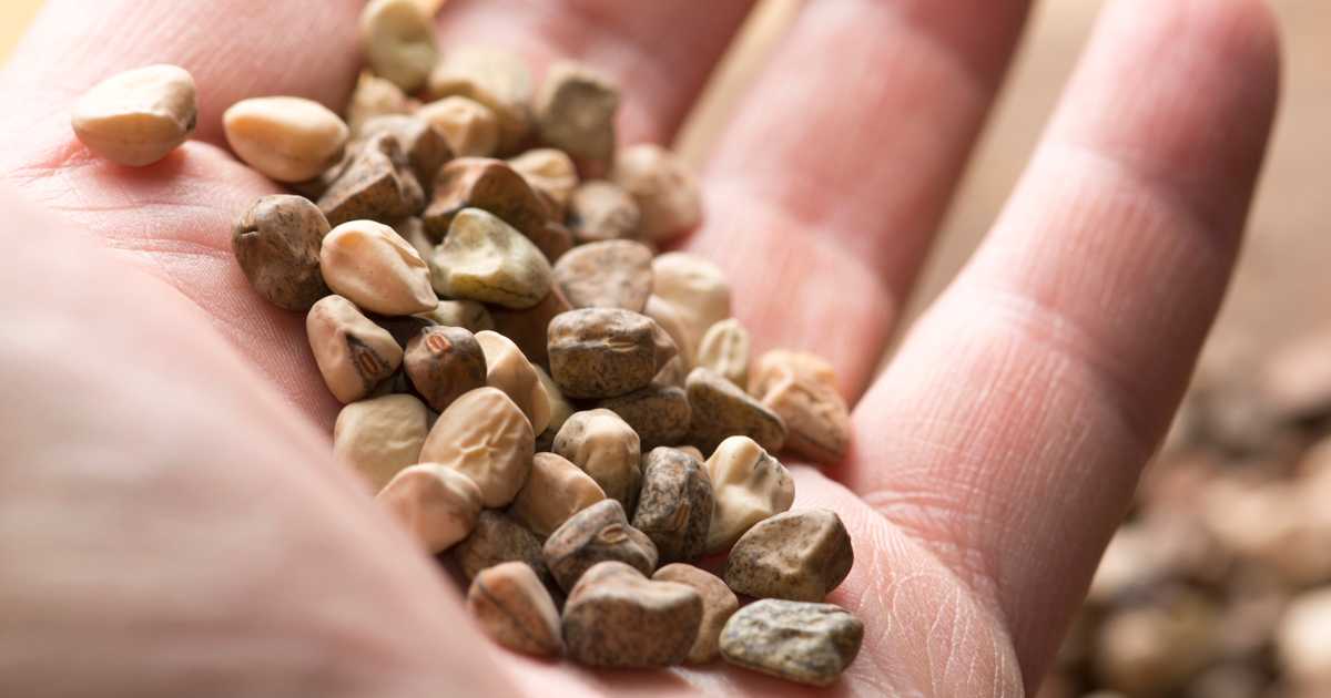 μαναρόλια, λαθούρι, μπίζα