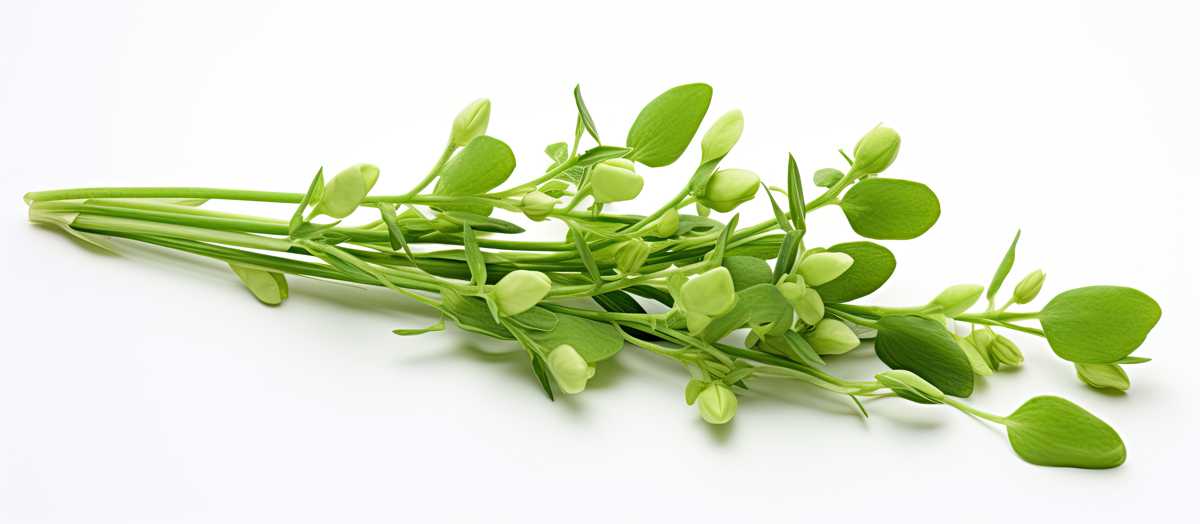 μαναρόλια, το φυτό